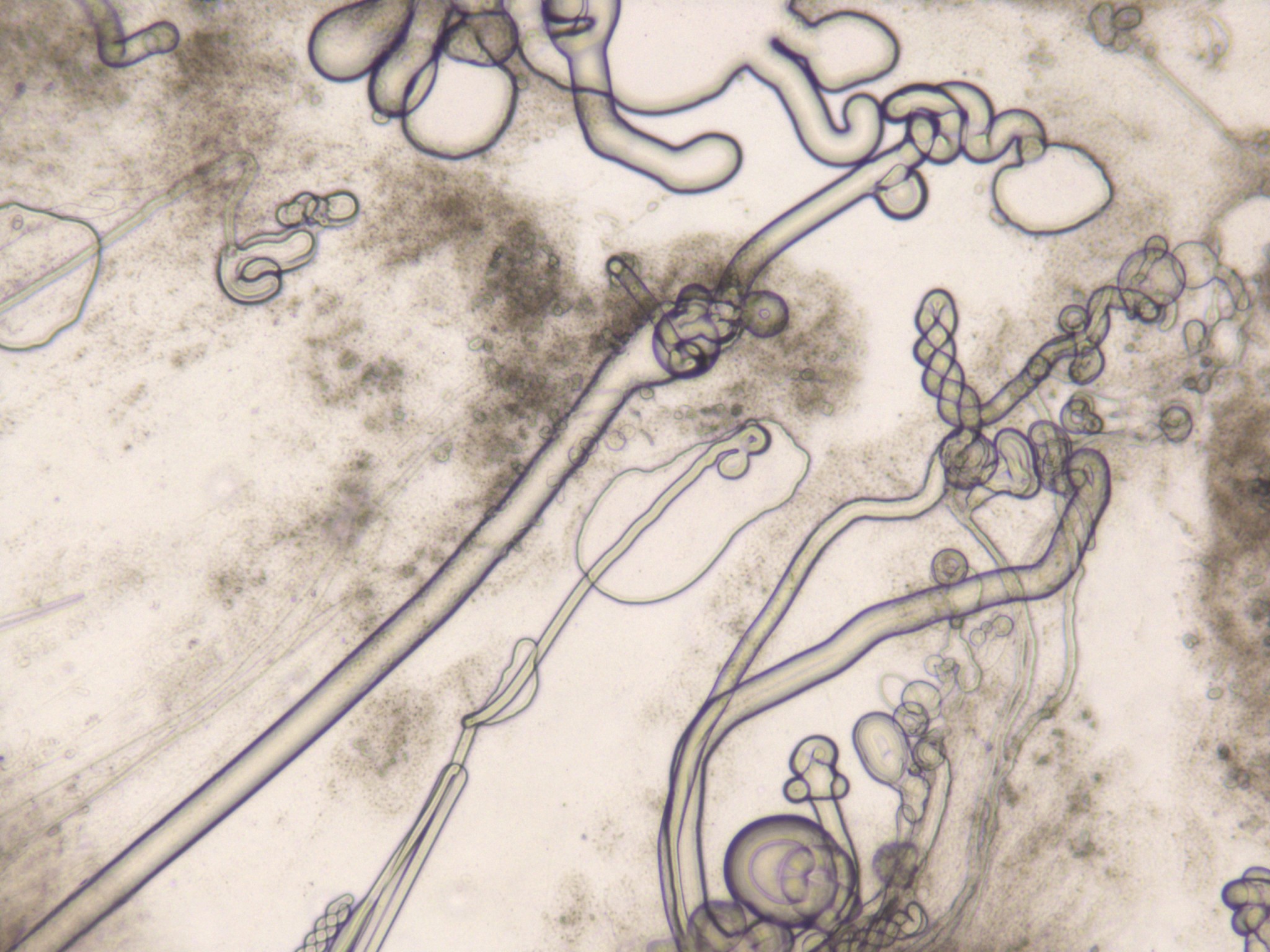FCHT 16 Studuj V CHT